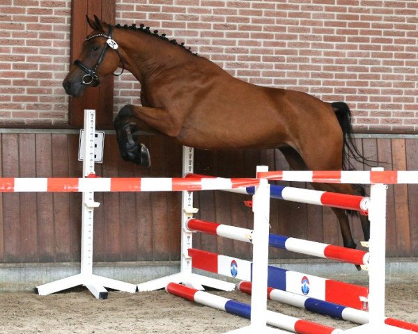 broodmare Passion Nymph VdP (Nederlands Rijpaarden en Pony, 2020, from Anydale Ron)