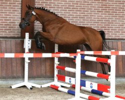 horse Passion Nymph VdP (Nederlands Rijpaarden en Pony, 2020, from Anydale Ron)