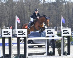 Springpferd Ti Amo van Prinseveld (Belgisches Warmblut, 2015, von Kadans van de Groenheuvel Dh)