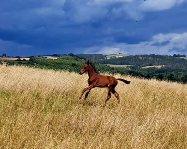 dressage horse Escorial LH (Hanoverian, 2023, from Escanto PS OLD)