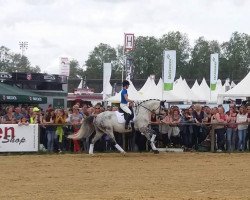 dressage horse Ribot (Rhinelander, 2006, from Riccio)