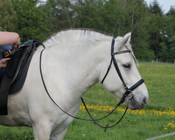 horse Stüv's Bent-Oke (Fjord Horse, 2011, from Solbjør Borken)