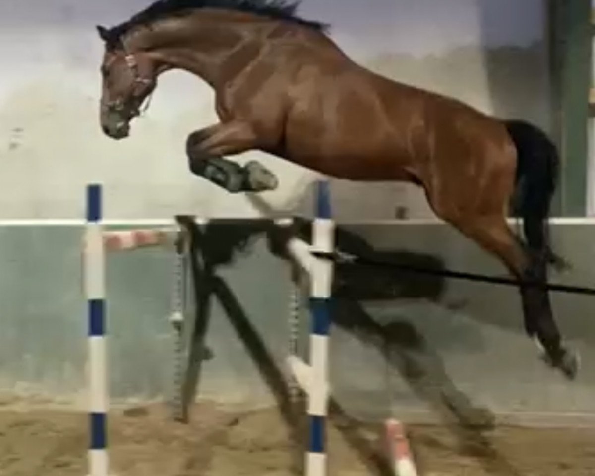 jumper Lord Lassonic (Oldenburg, 2017, from Lord Pezi Junior)