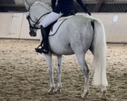 dressage horse Dyke H (German Riding Pony, 2008, from Dein Sunnyboy)