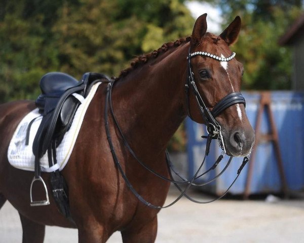 dressage horse Vicello (Westphalian, 2013, from Vitalis)