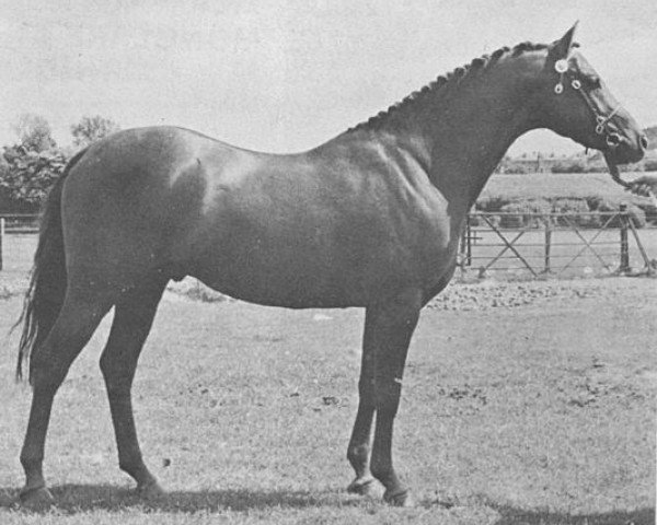 Deckhengst Oakley (C) Eleven Up (British Riding Pony, 1974, von Bwlch Hill Wind)