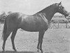 stallion Oakley (C) Eleven Up (British Riding Pony, 1974, from Bwlch Hill Wind)