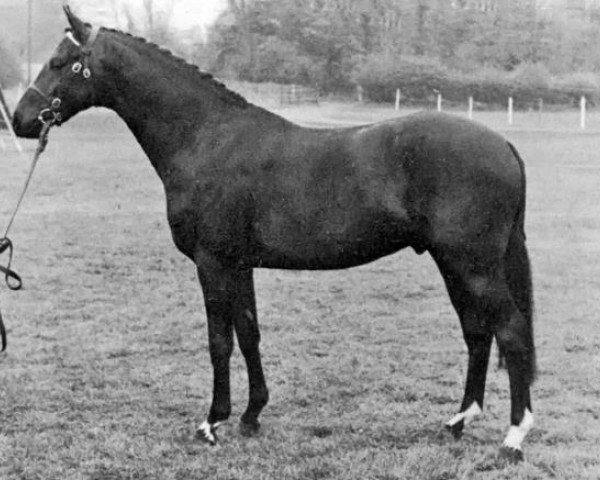 stallion Yealand Nemesis (British Riding Pony, 1974, from Cilwych Frantic)