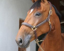 jumper Orlana D (Hanoverian, 2016, from Orlando van de Heffinck)