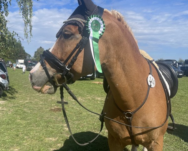 dressage horse Mawallà-U (Haflinger, 2014)