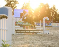 Springpferd Markiz W'La Mystique (Polnisches Warmblut, 2012, von Lombard)