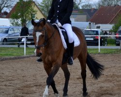 broodmare Ravelia (Oldenburg show jumper, 2005, from Radeberger)