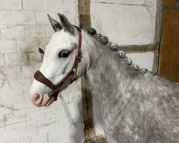 horse Selehems Oaklie (Welsh mountain pony (SEK.A), 2019, from Maestir Odyssey)