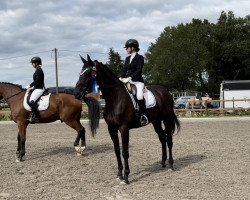 dressage horse Illusion 79 (Trakehner, 2014, from Hancock)