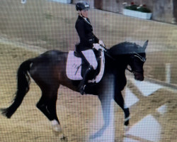 dressage horse Exactly 3 (Westphalian, 2015, from Equitaris)