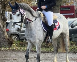 Springpferd Coppenagh Chance A Fear (Connemara-Pony, 2016)