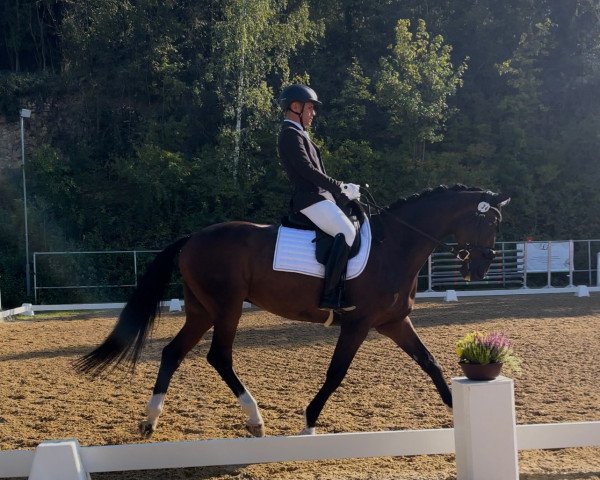 dressage horse Diplomat (Trakehner, 2008, from Poker E)