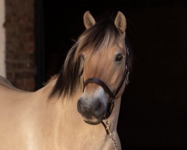 Pferd Gris (Fjordpferd, 2007, von Garant Halsnæs )