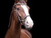 dressage horse Quatar N (German Sport Horse, 2013, from Quaterback)