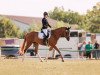 broodmare Honey Bee 12 (Trakehner, 2017, from Davidas)