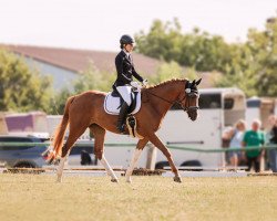 broodmare Honey Bee 12 (Trakehner, 2017, from Davidas)