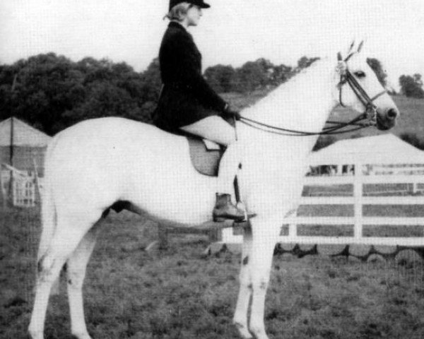 horse Cusop Coffee Johnny (British Riding Pony,  , from Bwlch Valentino)