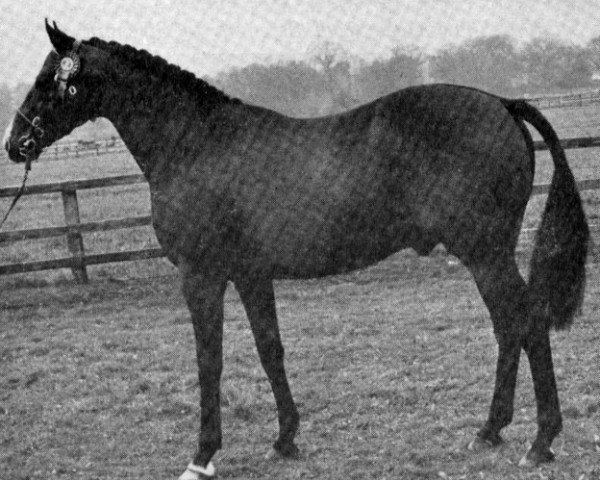 stallion Chantain xx (Thoroughbred, 1958, from Chanteur II xx)