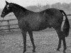 stallion Chantain xx (Thoroughbred, 1958, from Chanteur II xx)