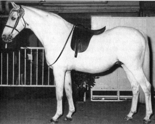 Deckhengst Bwlch Valentino (British Riding Pony, 1950, von Valentine)