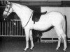 stallion Bwlch Valentino (British Riding Pony, 1950, from Valentine)