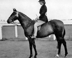 Pferd Enoch Arden (British Riding Pony, 1952, von Ardencaple xx)