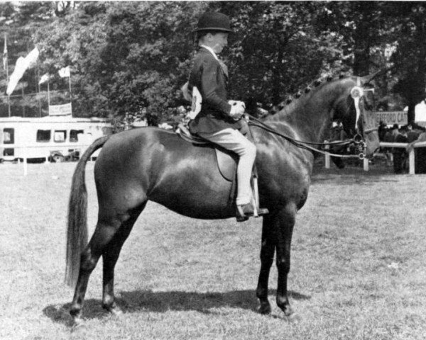 Zuchtstute Criban Biddy Bronze (Welsh Pony (Sek.B), 1950, von Criban Gay Snip)