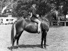 broodmare Criban Biddy Bronze (Welsh-Pony (Section B), 1950, from Criban Gay Snip)