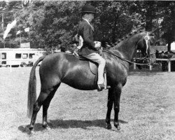 broodmare Criban Biddy Bronze (Welsh-Pony (Section B), 1950, from Criban Gay Snip)