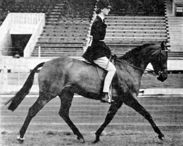 broodmare Tara IV (British Riding Pony, 1954, from Erin's Pride xx)