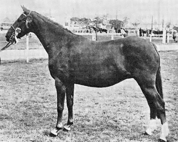 Zuchtstute Penhill Finola (British Riding Pony, 1964, von Bubbly)
