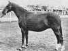 Zuchtstute Penhill Finola (British Riding Pony, 1964, von Bubbly)