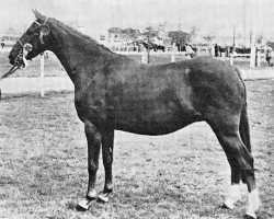 broodmare Penhill Finola (British Riding Pony, 1964, from Bubbly)