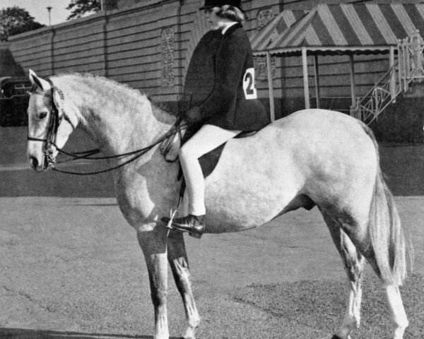 stallion Shandon (Welsh Partbred, 1961, from Cusop Vagabond)