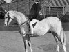 stallion Shandon (Welsh Partbred, 1961, from Cusop Vagabond)