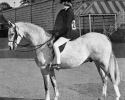 stallion Shandon (Welsh Partbred, 1961, from Cusop Vagabond)