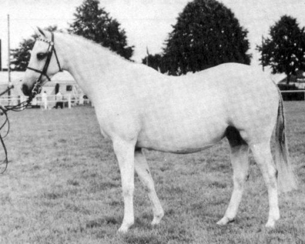 horse Rosevean Honeysuckle (British Riding Pony, 1981, from Coed Coch Ensign)