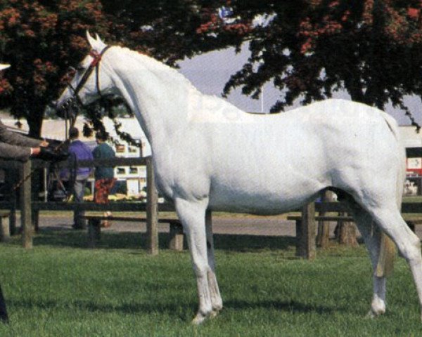 broodmare Oakley Gay Royal (Welsh Partbred,  , from Oakley (C) Bubbling Spring)