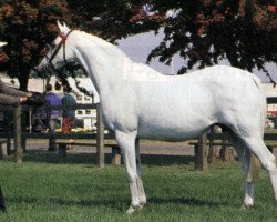 Zuchtstute Oakley Gay Royal (Welsh Partbred,  , von Oakley (C) Bubbling Spring)