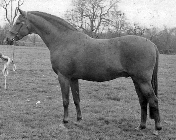 Deckhengst Solway North Wind (British Riding Pony, 1965, von Bwlch Zephyr)