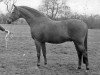 Deckhengst Solway North Wind (British Riding Pony, 1965, von Bwlch Zephyr)