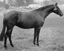 Pferd Rosevean Winter Jasmin (British Riding Pony, 1969, von Bwlch Hill Wind)