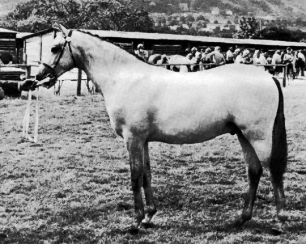 stallion Rosevean Trout Stream (Welsh Partbred, 1973, from Coed Coch Hillstream)