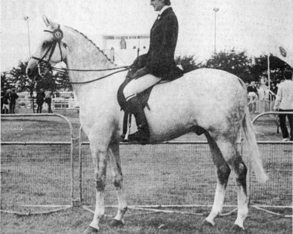 Deckhengst Oakley (C) Blowing Bubbles (British Riding Pony, 1965, von Bwlch Zephyr)