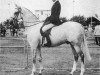 stallion Oakley (C) Blowing Bubbles (British Riding Pony, 1965, from Bwlch Zephyr)